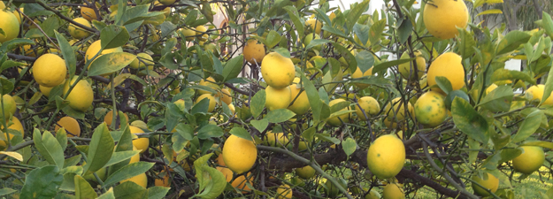 citrusfoodforward