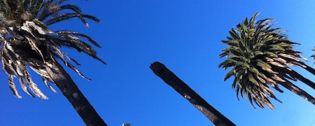 Canaray Palms Topped