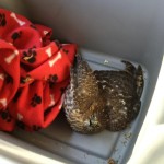Injured Hawk Rescued with the Help of Neighbors, Twitter and LA Animal Control