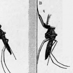 Fight the Bite: West Nile Virus now found in LA County Fight the Bite: West Nile Virus now found in LA County