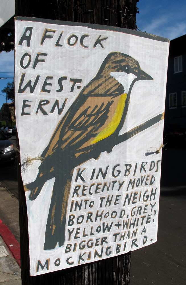 Western-Kingbird-sign