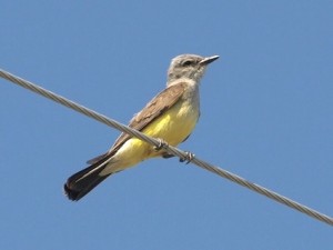 western_kingbird_lewulrey