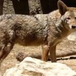 Larchmont Coyote Sightings on the Uptick Again Larchmont Coyote Sightings on the Uptick Again