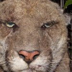 Griffith Park Cougar Sick from Mange & Rat Poison Griffith Park Cougar Sick from Mange & Rat Poison