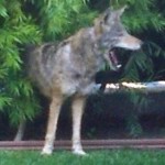Informational Wildlife Meeting Tonight Informational Wildlife Meeting Tonight